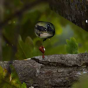 grandes e pequenos habitantes