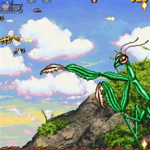 Apidya' Special - Louva-a-deus gigante