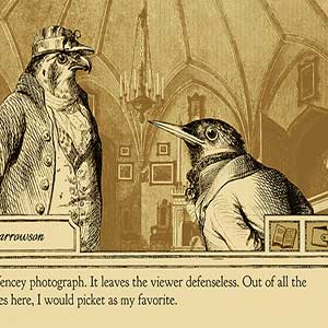 Fotografia de Sparrowson fencey