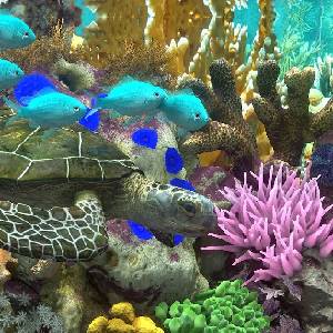Behind Glass: Aquarium Simulator - Tartaruga Marinha
