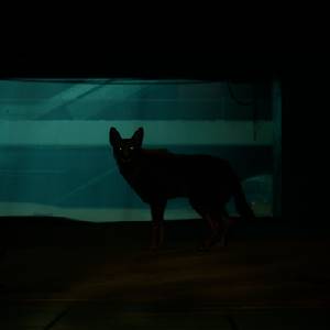 Blade Runner 2033 Labyrinth - Gato