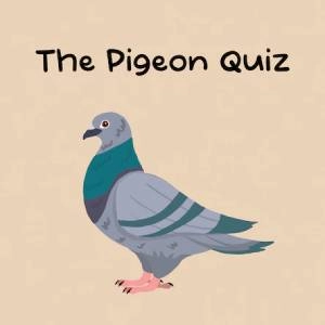 The Pigeon Quiz Playstation 4
