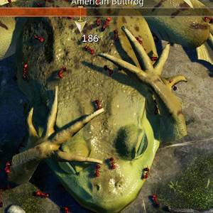 Empires of the Undergrowth Sapo-Touro Americano