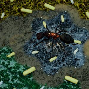 Empires of the Undergrowth Exploding Ants - Migalhas