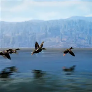 Hunting Simulator 3 - Patos-reais