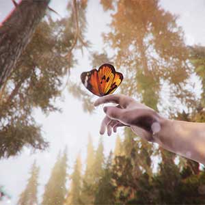 rFactThe Forest Cathedral - Butterfly