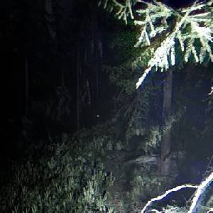 Together After Dark - Galho de Árvore