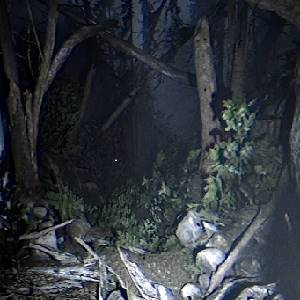 Together After Dark - Floresta